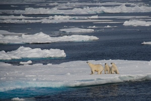 polar bears on ice flow in greenland